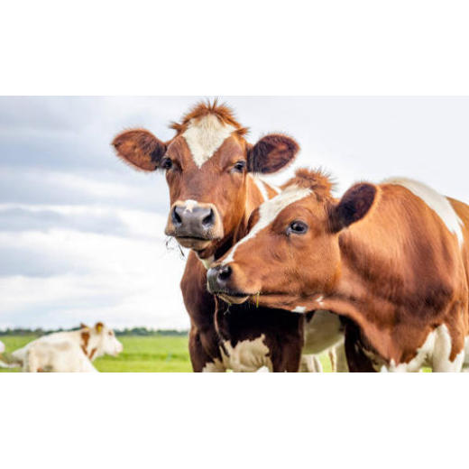 Feed Grade Magnesium Oxide Becomes Vital Animal Feed Additives