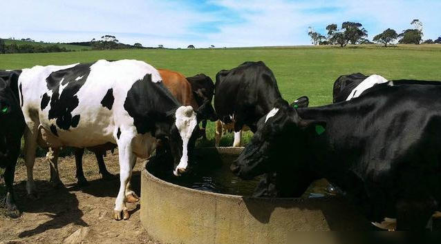 Heat Stress Management Boosts Magnesium Sulphate in Feed