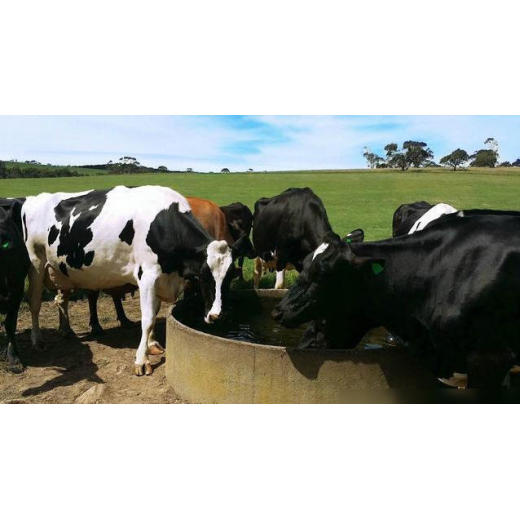 Heat Stress Management Boosts Magnesium Sulphate in Feed