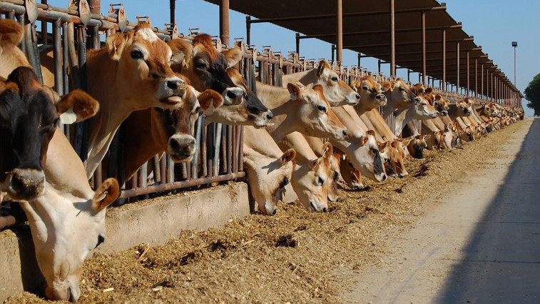 Enhancing Animal Health with Magnesium Sulfate Heptahydrate in Feed