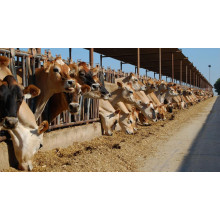 Enhancing Animal Health with Magnesium Sulfate Heptahydrate in Feed