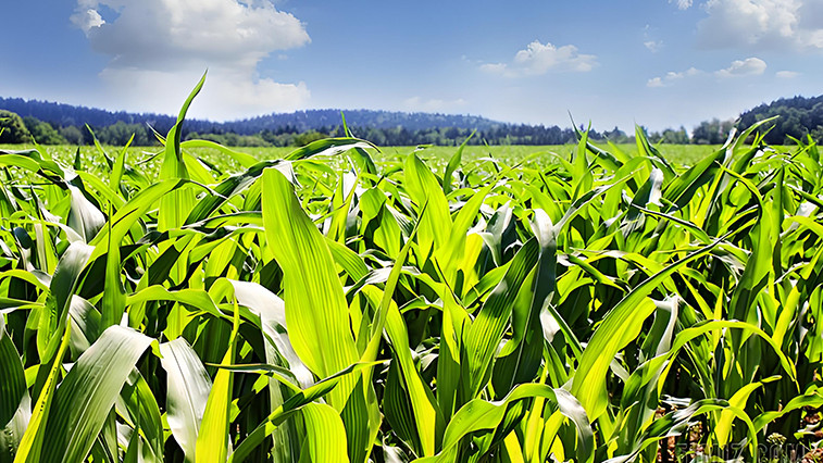 Magnesium Sulfate Heptahydrate A Green Power in Agriculture Boosting Crop Yield and Quality