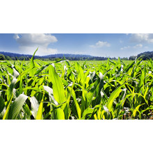 Magnesium Sulfate Heptahydrate A Green Power in Agriculture Boosting Crop Yield and Quality