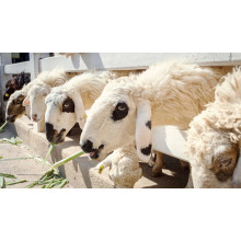 Beyond Agriculture: Industrial Applications of Magnesium Sulphate Expand