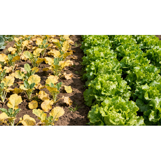 Magnesium Sulfate Heptahydrate A Green Power in Agriculture Boosting Crop Yield and Quality