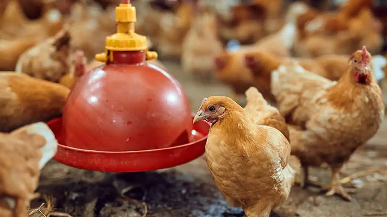 Ensuring Livestock Health: The Critical Role of Feed Grade Magnesium Sulfate