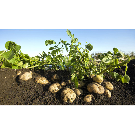 Application of Magnesium Sulfate in Agriculture BY:Lydia