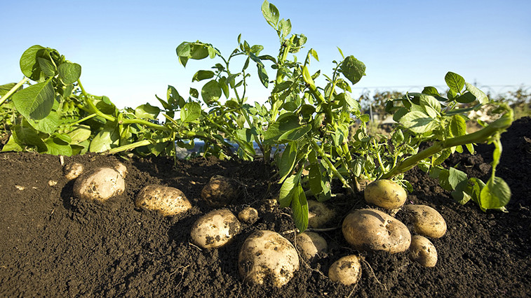 Application of Magnesium Sulfate in Agriculture BY:Lydia