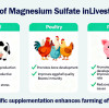 Magnesium Sulphate in Animal Feed: Enhancing Nutrition & Health