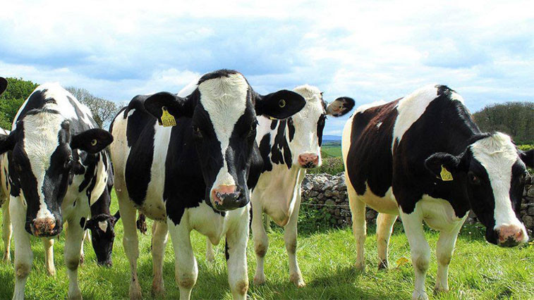 Applications of Caustic Calcined Magnesite  BY:Cherry