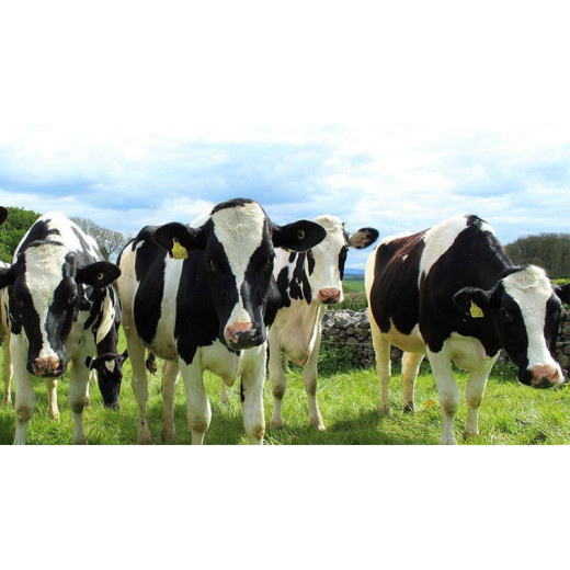 Applications of Caustic Calcined Magnesite BY:Cherry