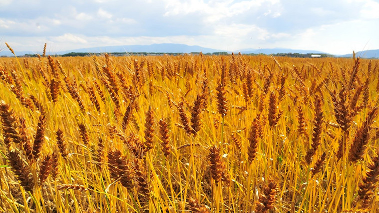 Magnesium Sulphate Market Trends Across Agriculture and Industry