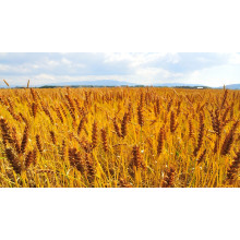 Magnesium Sulphate Market Trends Across Agriculture and Industry