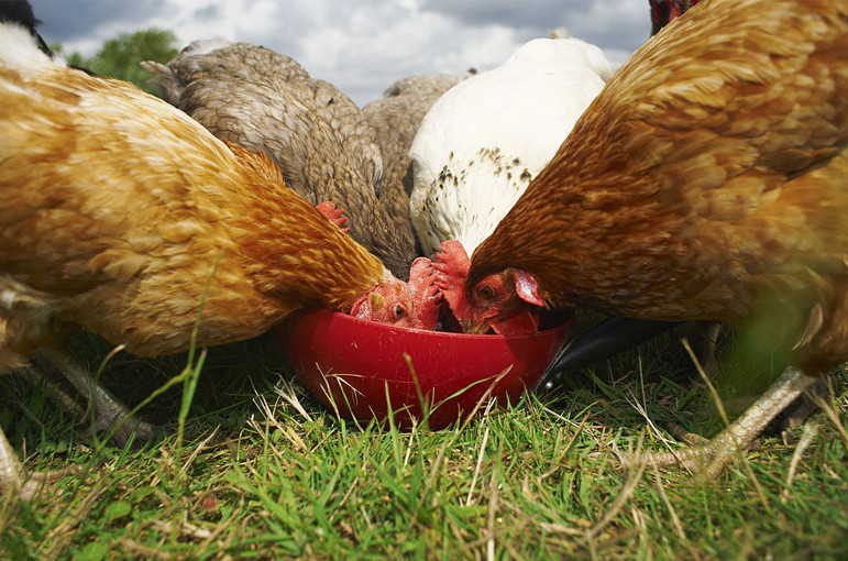 feed additives magnesium