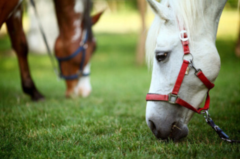 animal feed magnesium