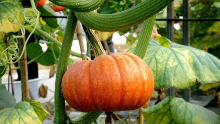 Magnesium Sulphate Market Trends Across Agriculture and Industry