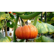 Magnesium Sulphate Market Trends Across Agriculture and Industry