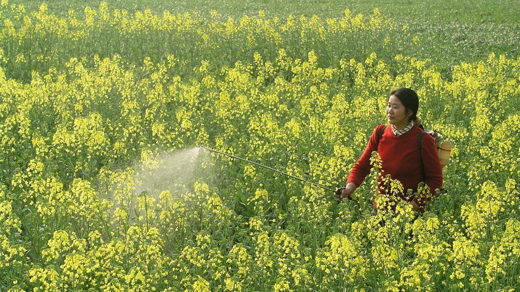 The main agricultural applications of magnesium oxide granules BY:Danny