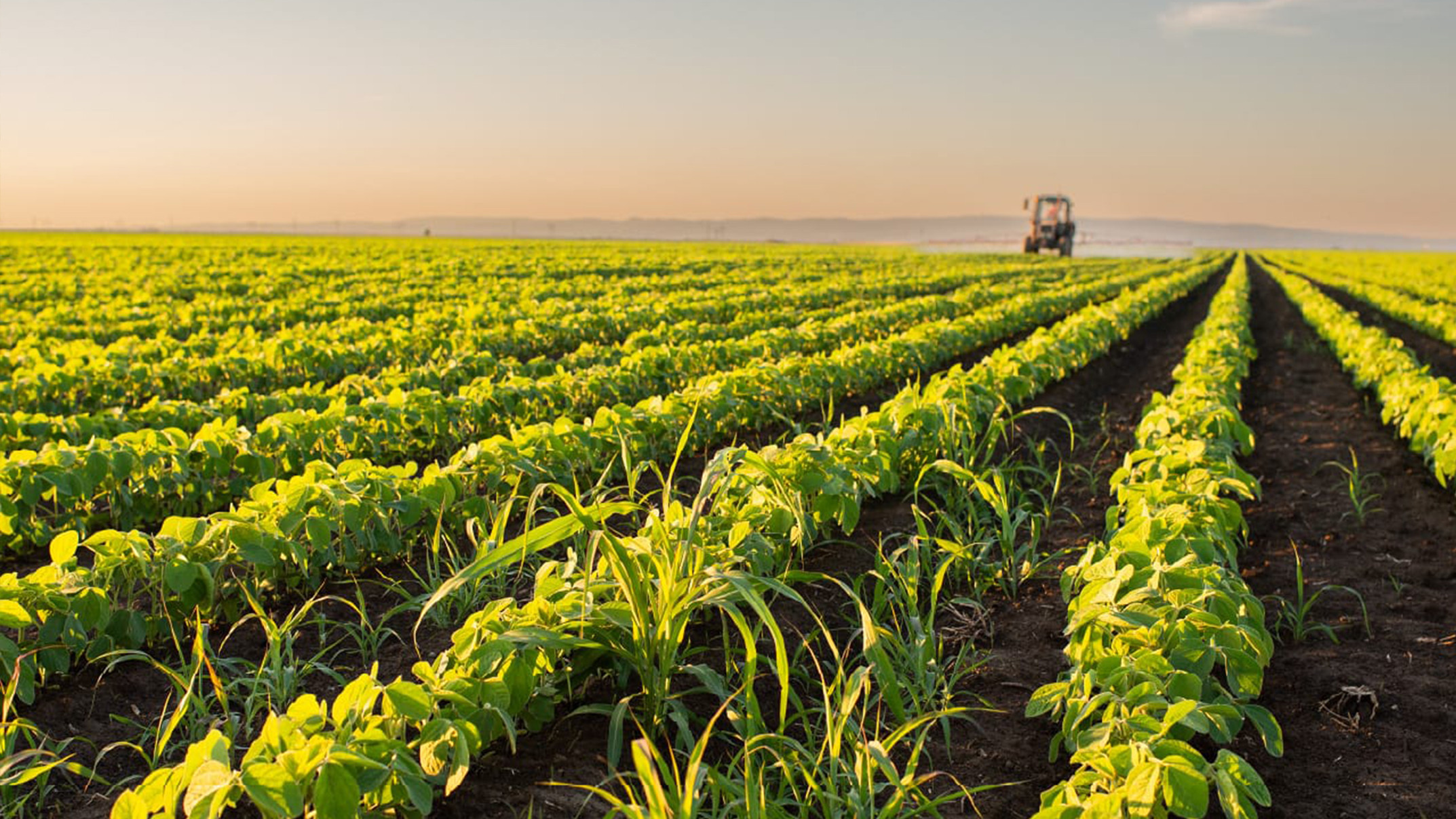 The main agricultural applications of magnesium oxide granules  BY:Danny