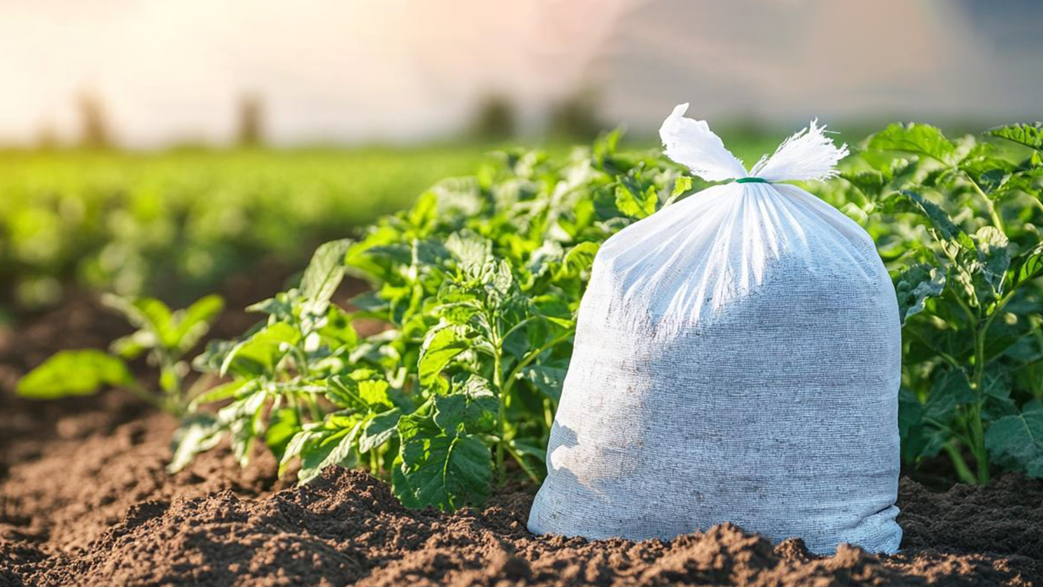 The Importance of Potassium Fertilizer in Modern Agriculture