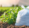 The Importance of Potassium Fertilizer in Modern Agriculture