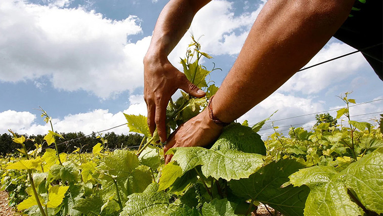 Magnesium Sulfate Heptahydrate Drives Modern Sustainable Agriculture