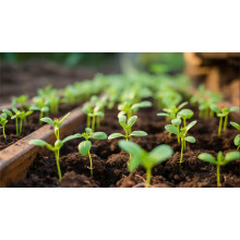 SSP Application Guide for Grain Crop Production