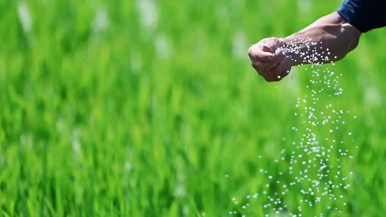 Global Demand for Magnesium Sulphate Fertilizer Rises