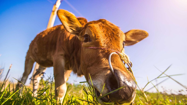 caustic calcined magnesite