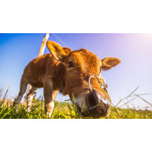 Caustic Calcined Magnesite Gains Feed Market Demand