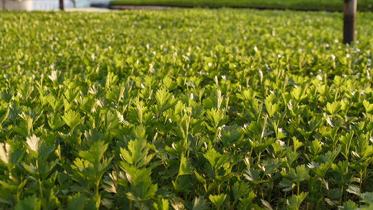 Magnesium Sulphate Monohydrate for Crop Nutrition