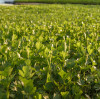 Magnesium Sulphate Monohydrate for Crop Nutrition