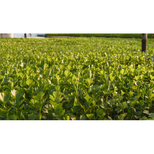 Magnesium Sulphate Monohydrate for Crop Nutrition