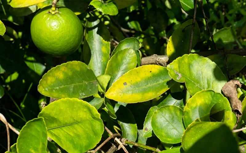 Foliar Spray for Citrus