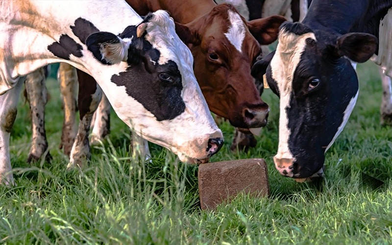 livestock mineral block