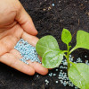 Magnesium Sulphate Fertilizer Demand Surges Globally