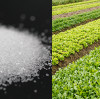 The Magnesium Fertilizer Market in 2026: Trends, Prices, and Opportunities