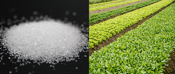 The Magnesium Fertilizer Market in 2026: Trends, Prices, and Opportunities