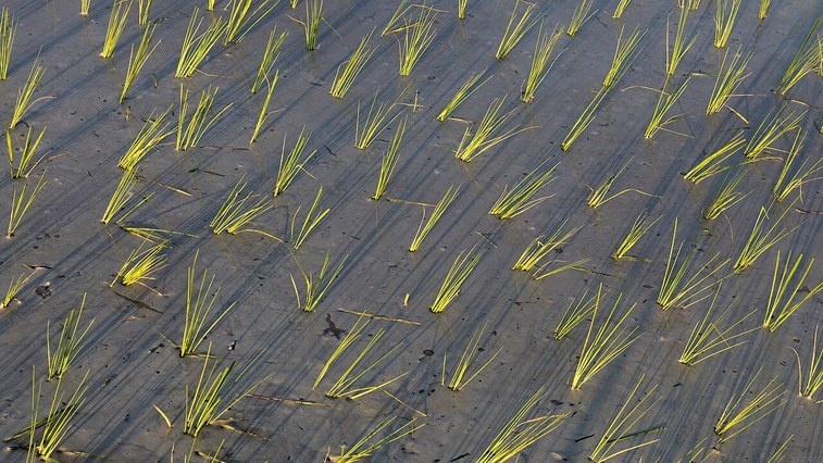Spring Planting: Magnesium Demand Signals in South Asia