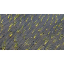Spring Planting: Magnesium Demand Signals in South Asia