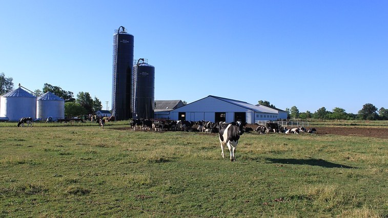 Animal Feed Magnesium for Dairy and Poultry