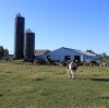 Animal Feed Magnesium for Dairy and Poultry