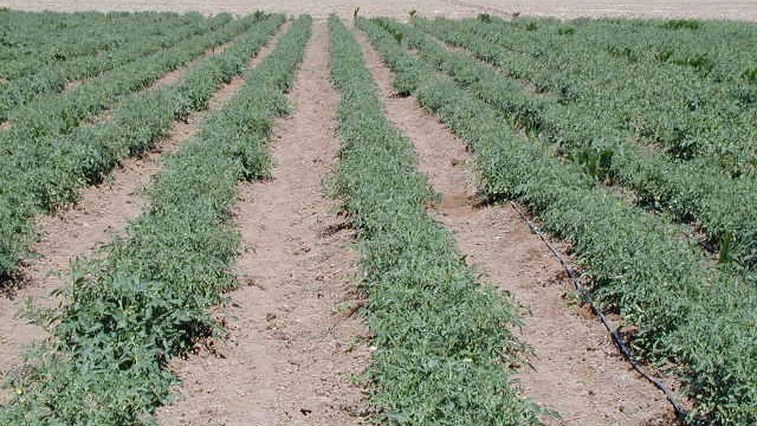 Magnesium Sulphate: Foliar vs Drip Irrigation