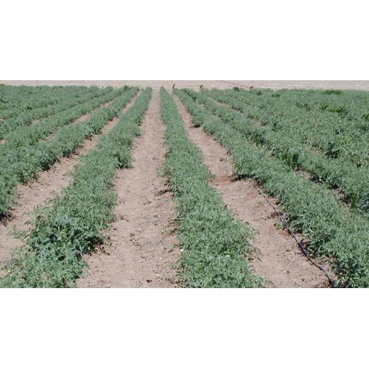 Magnesium Sulphate: Foliar vs Drip Irrigation