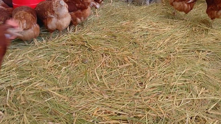 Feed Grade Magnesium Oxide Bioavailability