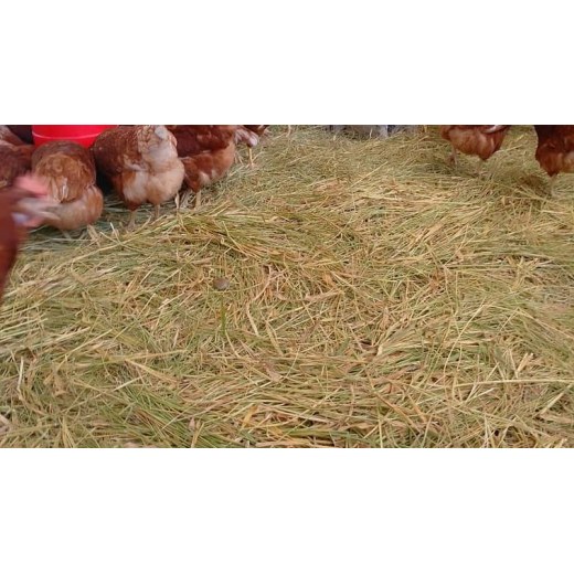 Feed Grade Magnesium Oxide Bioavailability