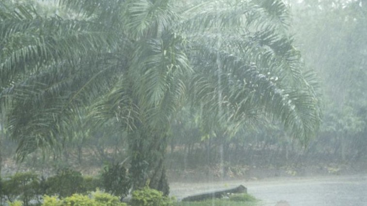 Kieserite for Oil Palm and Rubber Plantations