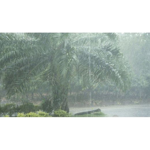 Kieserite for Oil Palm and Rubber Plantations
