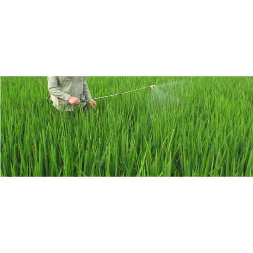 The effect of urea on plant growth