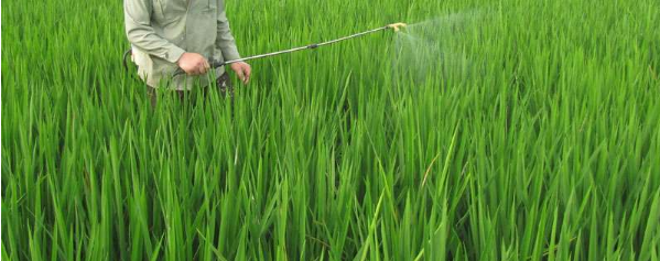 The effect of urea on plant growth